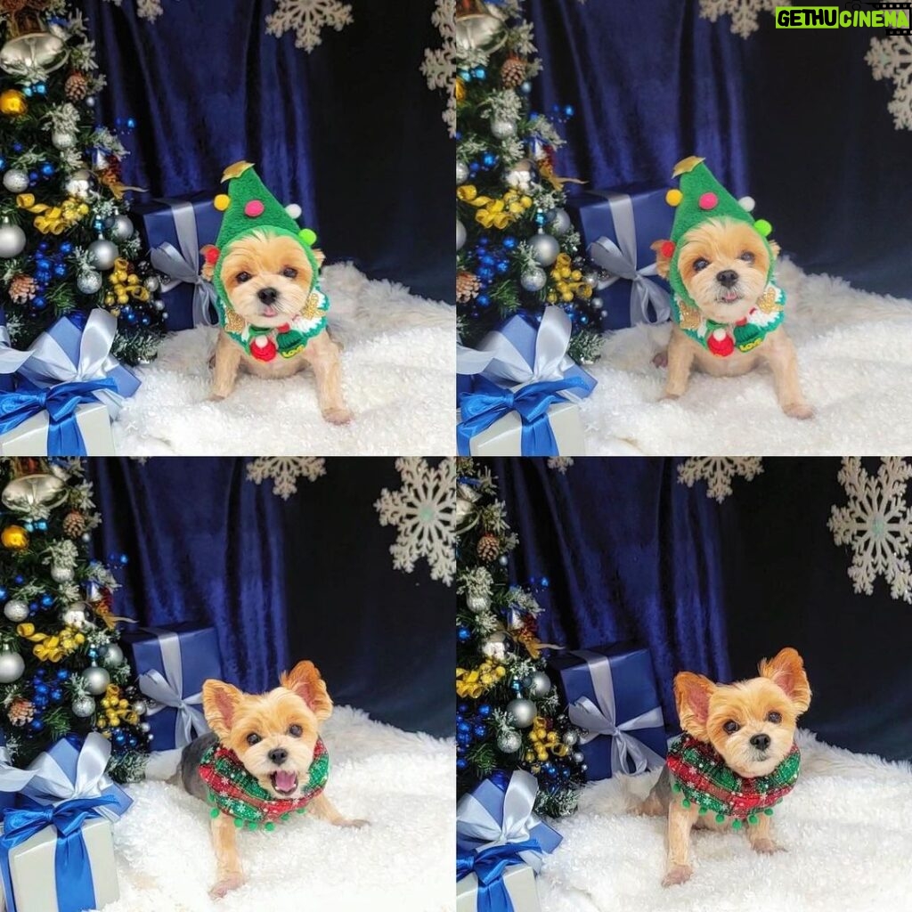 DaYuan Lin Instagram - 我好可愛 ♡ #底迪聖誕樹 🎄 #養了一隻玩具熊 🧸
