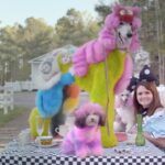 Dan Deacon Instagram – Nice reviews today from @indiewire & @pitchfork for my score to Well Groomed! 🟡Links in bio 🟢IndieWire is premiering a new video to Snip Snip, the first track off the album 🔵 And I believe this is my highest rated album from Pitchfork since 2009s Bromst🟠There are still preorder copies left so gettem now 🔴 Rainbow Dogs
