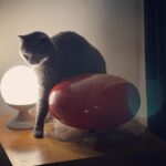 Daniel Hendler Instagram - Así está la Vane