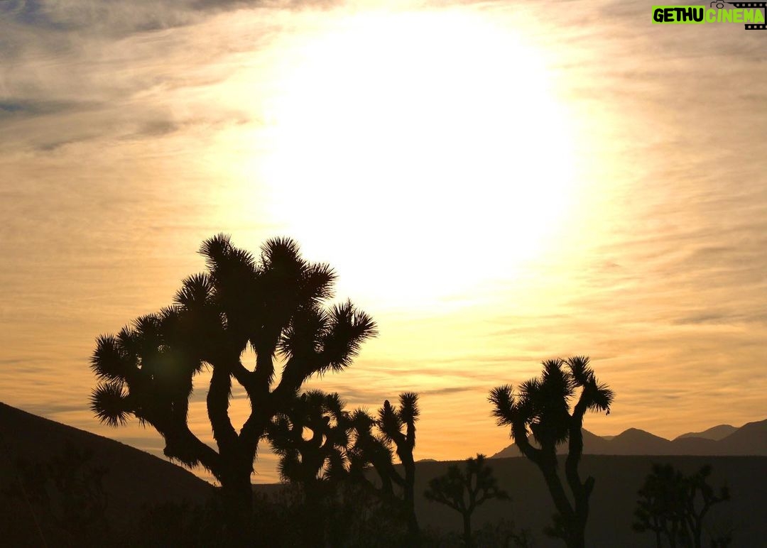 Daniel Lissing Instagram - 🌵❤️☀️ Joshua Tree, California