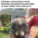 Danny Robertshaw Instagram - They just tossed him out of a moving car like trash. He became a treasure to his new family 👑 @ridebedford #dannyronsrescue #ridebedford #alifetimepromise #adoptlove #dachshundsofinstagram #rescuedogsofinstagram