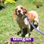 Danny Robertshaw Instagram - ⭐️ ⭐️ ADOPTION PENDING! ⭐️ ⭐️ GILLIGAN is a six-year-old, small (only 20 lbs!) sweet male Beagle. He was found abused and abandoned, with an injured eye, skin rot, and a rubber band wrapped so tightly around his tail that the tip fell off. He is now under the loving care of Danny & Ron’s Rescue and will be available for a new family very soon. Fill out your application now if you’re interested in welcoming this sweet shy boy into your life. Links in bio #alifetimepromise #dannyronsrescue #SpayNeuterAdoptLove Camden, South Carolina