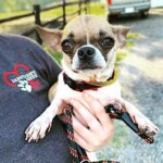 Danny Robertshaw Instagram - Look at these sweet eyes 👀 POUNDCAKE looking for her forever family! More info + adoption app through @dannyronsrescue. Links in bio ⭐️ Camden, South Carolina