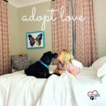 Danny Robertshaw Instagram - Izzy & Harper #adoptlove #alifetimepromise #perfectmatch #dannyronsrescue