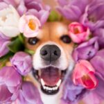 Danny Robertshaw Instagram - 🌺 Celebrating the 1st day of Spring with a favorite poem, "Luke" by Mary Oliver. 🌸 I had a dog who loved flowers. Briskly she went through the fields, yet paused for the honeysuckle or the rose, her dark head and her wet nose touching the face of every one with its petals of silk, with its fragrance rising into the air where the bees, their bodies heavy with pollen, hovered— and easily she adored every blossom, not in the serious, careful way that we choose this blossom or that blossom— the way we praise or don’t praise— the way we love or don’t love— but the way we long to be— that happy in the heaven of earth— that wild, that loving. Mary Oliver