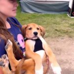 Danny Robertshaw Instagram - #DannyRonsRescue #LifetimePromise #SpayNeuterAdoptLove #PuppyLove