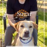 Danny Robertshaw Instagram - •SUGAR• www.DannyRonsRescue.org #rescuedogsofinstagram #spayneuteradoptlove #dannyronsrescue #alifetimepromise Camden, South Carolina