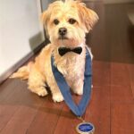 Danny Robertshaw Instagram – 👏 A round of applause for HARVEY, our Danny & Ron’s Rescue alumnus, class of 2019. Harvey and adopter Nicole Lakin are now a certified therapy team in the Caring Canines program at  Memorial Sloan Kettering Cancer Center.

The Caring Canines program was selected for the “Top Dog” award at this year’s Top Dog Gala, an annual event hosted by The Schwarzman Animal Medical Center in NYC.  The administrator of the Caring Canines program at MSK selected Harvey and Nicole, along with three other teams, to represent the program at the gala and receive the award. 🥇 

Their incredible work represents the heart and soul of this amazing program! 

#TherapyTeam #TopDogGala #CaringCanines #PawsOfHonor #DannyRonsRescue