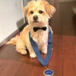Danny Robertshaw Instagram - 👏 A round of applause for HARVEY, our Danny & Ron's Rescue alumnus, class of 2019. Harvey and adopter Nicole Lakin are now a certified therapy team in the Caring Canines program at Memorial Sloan Kettering Cancer Center. The Caring Canines program was selected for the “Top Dog” award at this year’s Top Dog Gala, an annual event hosted by The Schwarzman Animal Medical Center in NYC. The administrator of the Caring Canines program at MSK selected Harvey and Nicole, along with three other teams, to represent the program at the gala and receive the award. 🥇 Their incredible work represents the heart and soul of this amazing program! #TherapyTeam #TopDogGala #CaringCanines #PawsOfHonor #DannyRonsRescue