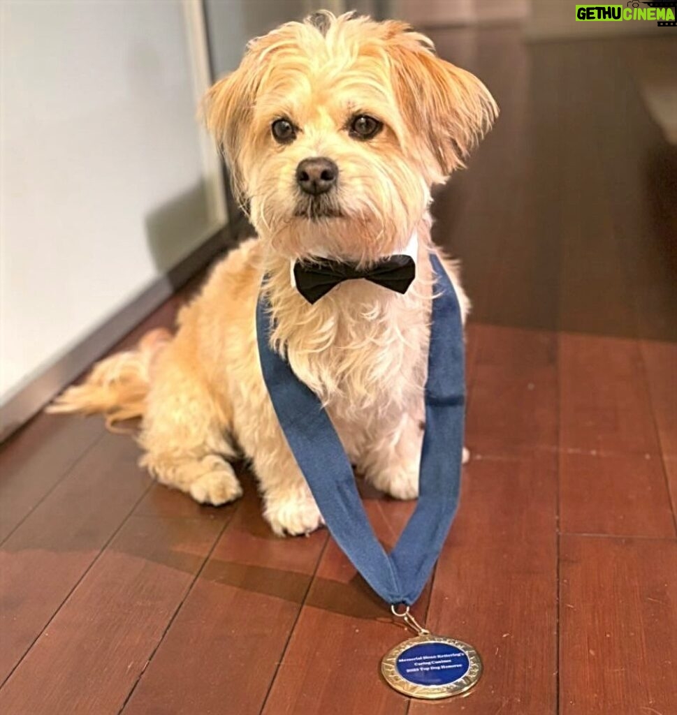 Danny Robertshaw Instagram - 👏 A round of applause for HARVEY, our Danny & Ron's Rescue alumnus, class of 2019. Harvey and adopter Nicole Lakin are now a certified therapy team in the Caring Canines program at Memorial Sloan Kettering Cancer Center. The Caring Canines program was selected for the “Top Dog” award at this year’s Top Dog Gala, an annual event hosted by The Schwarzman Animal Medical Center in NYC. The administrator of the Caring Canines program at MSK selected Harvey and Nicole, along with three other teams, to represent the program at the gala and receive the award. 🥇 Their incredible work represents the heart and soul of this amazing program! #TherapyTeam #TopDogGala #CaringCanines #PawsOfHonor #DannyRonsRescue