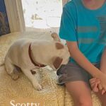 Danny Robertshaw Instagram - SCOTTY •Jack Russel • 7yrs • male (n) Looking for his own boy to love! ❤️ Ready for adoption thru Danny & Ron’s Rescue. www.DannyRonsRescue.org