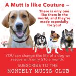 Danny Robertshaw Instagram - Did you know that YOU can change the life of a dog we rescue with just $10 per month? ❤️ They depend on one-of-a-kind people like you to support them in any way you can! Whether it is with a donation of any amount, fostering, or adopting, your help means the world to them. And to us! Join the 🐶 Monthly Mutts Club 🐶 now by making a donation of any amount and selecting "Join the Monthly Mutts Club" to make it a monthly contribution! Link in our bio ❤️