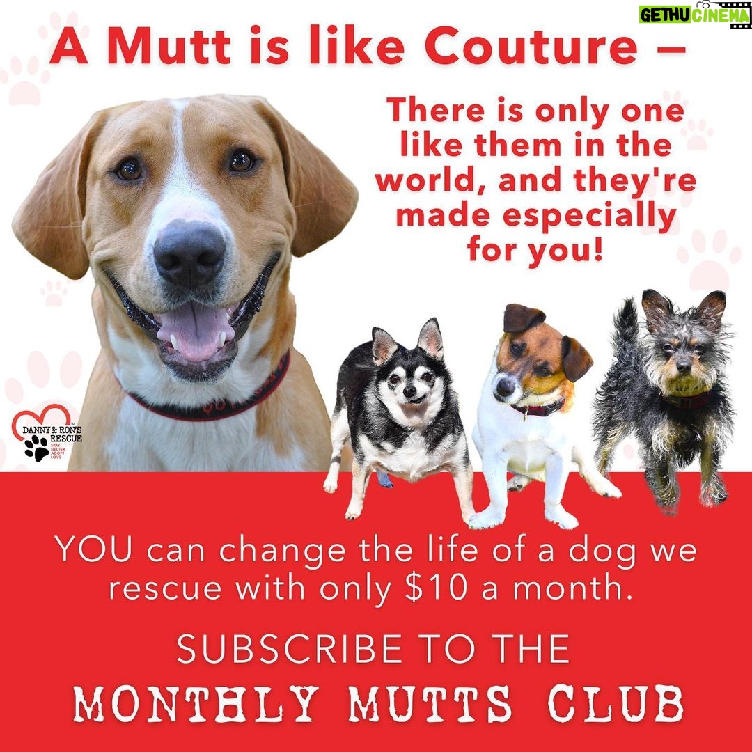 Danny Robertshaw Instagram - Did you know that YOU can change the life of a dog we rescue with just $10 per month? ❤️ They depend on one-of-a-kind people like you to support them in any way you can! Whether it is with a donation of any amount, fostering, or adopting, your help means the world to them. And to us! Join the 🐶 Monthly Mutts Club 🐶 now by making a donation of any amount and selecting "Join the Monthly Mutts Club" to make it a monthly contribution! Link in our bio ❤️