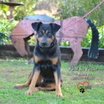 Danny Robertshaw Instagram - RUSTY arrived at Danny & Ron's Rescue in October 2016 after a harrowing rescue on the Florida Turnpike. A good samaritan spotted him stuck between the concrete barriers dividing the highway and unable to cross in either direction. It is a testament to his "cool guy" demeanor that he remained calm enough to accept a stranger's help to safety. In 2016, we guessed his age to be about 5 years old. This photo was taken upon his arrival at Danny & Ron's Rescue, all bright-eyed and curious. At first, he was a bit persnickety about being around other dogs and was always a flight risk. So we took our time trying to find him the right home. Meanwhile, he remained at The Doghouse, learned to love (most) other dogs, and wormed his way into our hearts. 7 years later, he was still a part of our Doghouse crew. Rusty let us know he'd found his home. Rusty seemed to be aging quickly, slowing down, and we could see he was in pain, which we had been treating with pain meds. But today, he felt particularly punky, so we took him for another checkup with "Dr. Matt" at Camden Veterinary Hospital. An MRI confirmed our worst suspicion: he was riddled with cancerous tumors. We made the heartwrenching decision to put him at ease, surrounded by some of his favorite Danny & Ron's Rescue staff members. Rest in Peace, sweet boy. We'll catch up with you on the other side of the Rainbow Bridge. #alifetimepromise #rescuesogsofinstagram #rescuedog #spayneuteradoptlove❤️