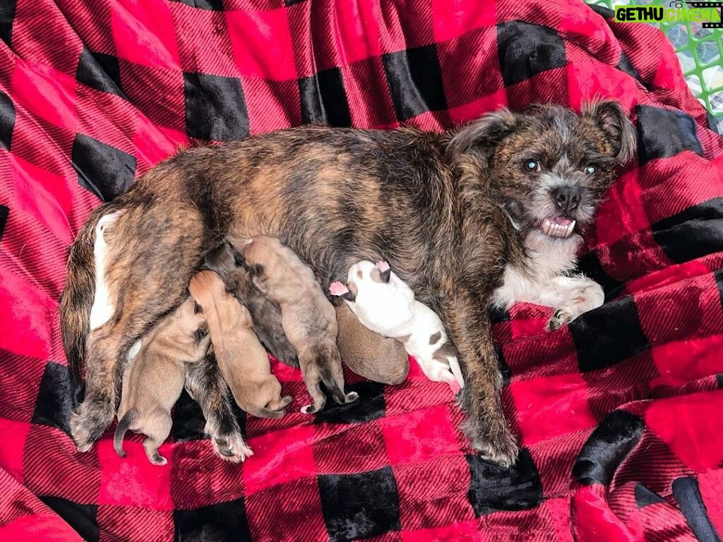 Danny Robertshaw Instagram - (Camden, SC) 🐶 In the middle of her "Freedom Ride" from Charlotte Mecklenburg Animal Control & Care last night, our pregnant passenger decided it was time to go into labor! SUSIE, a 2-year-old Border Terrier mix, must have sensed she was "safe" and began giving birth in our transport vehicle. We made it to The Doghouse, where Danny & Ron's Rescue staff members helped to deliver seven healthy puppies -- 3 girls and 4 boys. Susie looks quite pleased with herself, doesn't she?! We will post photo updates of her little family as they prepare to find new homes in mid-February. #adoptlove #alifetimepromise