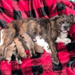 Danny Robertshaw Instagram – (Camden, SC) 🐶 In the middle of her “Freedom Ride” from Charlotte Mecklenburg Animal Control & Care last night, our pregnant passenger decided it was time to go into labor! 

SUSIE, a 2-year-old Border Terrier mix, must have sensed she was “safe” and began giving birth in our transport vehicle.  We made it to The Doghouse, where Danny & Ron’s Rescue staff members helped to deliver seven healthy puppies — 3 girls and 4 boys. 

Susie looks quite pleased with herself, doesn’t she?! We will post photo updates of her little family as they prepare to find new homes in mid-February. 

#adoptlove #alifetimepromise