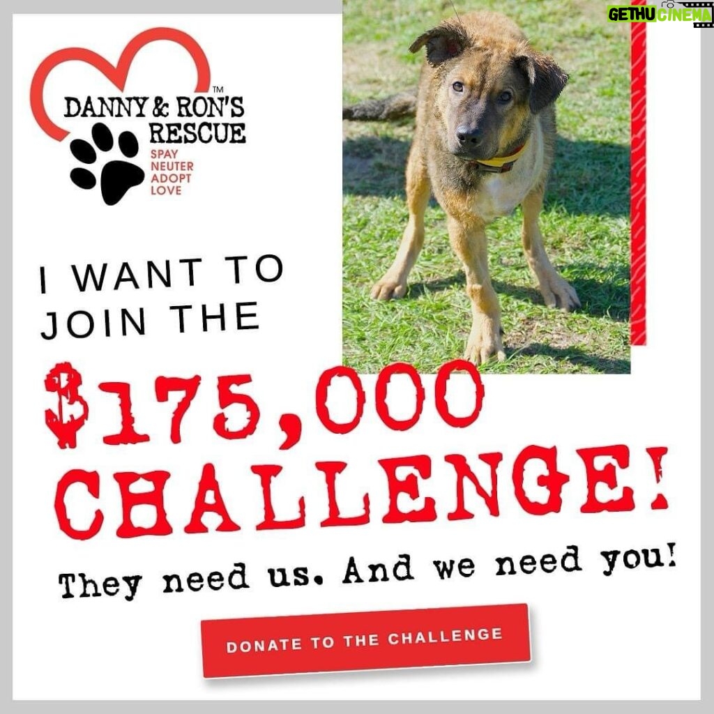 Danny Robertshaw Instagram - They need us. And we need you! ❤️ 🐾 Danny & Ron's Rescue has been given a $175,000 CHALLENGE! Recognizing our needs, several of our dear friends stepped forward in an amazing and generous way to inspire others to help! 🐾 If we are able to raise $175,000, these donors will match that amount, bringing the total support to $350,000. Donate here ➡️ https://dannyronsrescue.org/events/challenge 🐾 100 is the average number of dogs in The Doghouse on any given day – a number that has climbed substantially over the past year. 🐾 Funds raised from the $175k Challenge will help us provide food, healthcare, and most of all, a safe and loving home at The Doghouse, where these traumatized and vulnerable dogs can find comfort and most of all, the promise of a better life with a loving family! They need us. And we need you! ❤️ 🐾 Please partner with us to reach this goal and secure the funds that are so vital to our work.