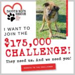 Danny Robertshaw Instagram – They need us. And we need you! ❤️ 

 🐾 Danny & Ron’s Rescue has been given a $175,000 CHALLENGE!  Recognizing our needs, several of our dear friends stepped forward in an amazing and generous way to inspire others to help! 

🐾 If we are able to raise $175,000, these donors will match that amount, bringing the total support to $350,000.

Donate here ➡️ https://dannyronsrescue.org/events/challenge

🐾 100 is the average number of dogs in The Doghouse on any given day – a number that has climbed substantially over the past year. 

🐾 Funds raised from the $175k Challenge will help us provide food, healthcare, and most of all, a safe and loving home at The Doghouse, where these traumatized and vulnerable dogs can find comfort and most of all, the promise of a better life with a loving family!

They need us. And we need you! ❤️ 

🐾 Please partner with us to reach this goal and secure the funds that are so vital to our work.