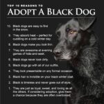 Danny Robertshaw Instagram – It’s Black Friday!  Here are 10 great reasons to adopt a Black Dog from Danny & Ron’s Rescue!