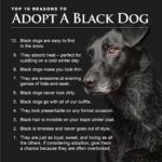 Danny Robertshaw Instagram - It’s Black Friday! Here are 10 great reasons to adopt a Black Dog from Danny & Ron's Rescue!