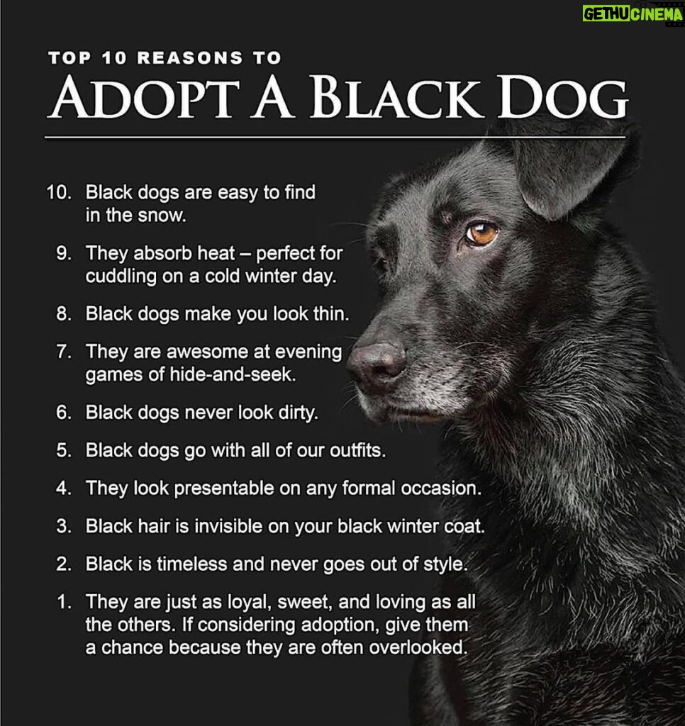 Danny Robertshaw Instagram - It’s Black Friday! Here are 10 great reasons to adopt a Black Dog from Danny & Ron's Rescue!