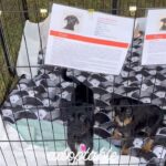 Danny Robertshaw Instagram - (Aiken, SC) Visit the Danny & Ron’s Rescue Adoption Booth at the October Aiken Horse Shows taking place over 2 weekends at Bruce’s Field! Oct 20-22 & Oct 27-29 10AM to 3PM DannyRonsRescue.org #dogadoption #dannyronsrescue #dogrescue #adoptlove❤️ Bruce's Field, Aiken, SC