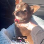 Danny Robertshaw Instagram - (Camden, SC) Hi there, I’m STARSKY, a charming Chihuahua Mix with a story to tell. My buddy Hutch and I were in a tough spot when our owner passed away. But thanks to the caring hearts at Danny & Ron’s Rescue, we got a second chance at a happy life. Upon first meeting, I might be a bit shy, but don’t let that fool you—I have a heart full of love to give. Dog toys don’t really capture my interest, but I adore snuggling up with my favorite human companion. Did I mention I’m a bit of a foodie? Show me some treats, and you’ll quickly become my best friend. I’m fortunate to be with a foster mom teaching me the ropes, including using the dog door. I’ve been making great progress but still have room for improvement. With patience and guidance, I know I’ll master it in no time. I long for a forever home where I can shower my new human family with love, snuggles, and endless loyalty. I’m your guy if you’re looking for a gentle companion eager to learn and grow alongside you. Let’s create a bond that will last a lifetime. 🔗Adoptable Dogs+Application ⤵️ www.DannyRonsRescue.org/dogs Danny & Ron’s Rescue dogs are Spayed/Neutered (if of age) • Fully Vaccinated • Microchipped • Dewormed • Heartworm Tested • Loved & Promised A Forever Home. Danny & Ron's Rescue
