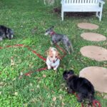 Danny Robertshaw Instagram - “Let’s Play!”Gilligan loves life! Blind since birth, he loves his dog friends, people, and snacks! #blinddog #DannyRonsRescue
