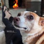 Danny Robertshaw Instagram - Adopted from Danny & Ron's Rescue in 2015, Petey is now 11 years old. There’s no love like chihuahua love! 💕 #chihuahualove #myshadow #chihuahuasofinstagram