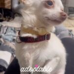Danny Robertshaw Instagram - Sweet MACK is a 7-year-old Chihuahua who loves to snuggle. Sadly, his owner passed away and he’s looking for a new loving home. Adoptable through Danny & Ron’s Rescue. Adopt: DannyRonsRescue.org/adopt Donate: DannyRonsRescue.org/donate #dannyronsrescue #adoptlove #rescuedog #alifetimepromise