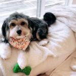 Danny Robertshaw Instagram - #DannyRonsRescueAlumni #rescuedogsofinstagram