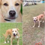 Danny Robertshaw Instagram - (Camden, SC) Hi! My name is SUGAR! I was originally adopted in June 2022 as a puppy from Danny & Ron’s Rescue but, because I didn’t get along with another puppy in my new house, I was surrendered back to the rescue 9 months later. I am a sweet girl when it comes to my human friends, but I am not a fan of other dogs. I would enjoy getting all the cuddles, walks, and treats I could ever want from being the only dog in the house. I am looking for an adopter who wants me to be their whole world and is willing to be patient while socializing me! If you think you could love me unconditionally and promise that I’ll always be safe and cared for, I would be forever grateful! Camden, South Carolina