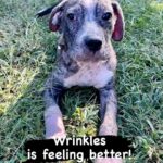 Danny Robertshaw Instagram - Update on the abandoned puppy, WRINKLES! This sweet boy is feeling so much better thanks to your well wishes and donations for his vet care! 🐶 #alifetimepromise #adoptlove #dannyronsrescue #dogrescue