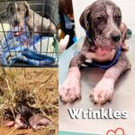 Danny Robertshaw Instagram - This sweet puppy was spotted by a Good Samaritan cowering on the side of a country road in South Carolina, abandoned and in pain. Just 4 months old, WRINKLES is now in the care of Danny & Ron’s Rescue and is being treated for demodex mange, parasites, malnutrition, and heaven knows what else our vet will diagnose. We can only guess, so we will wait for the final vet report and keep you updated. Once this sweet boy is healthy he will be up for adoption, but this will require months of TLC and vet care. Could you find it in your heart to donate toward his vet care? No donation amount is too small and every dollar counts toward helping Wrinkles and other dogs like him! You may donate via this Instagram Fundraiser (just click the Donate button) or through our Danny & Ron’s Rescue website (link in bio)