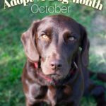 Danny Robertshaw Instagram - October is Adopt-A-Dog Month! Check out our adoptable dogs on our website! #adoptadogmonth #savealifeadopt #alifetimepromise
