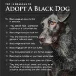 Danny Robertshaw Instagram - Oct 1st is National Black Dog Day! Here are 10 reasons to adopt a black dog . . . #blackdogday #adoptlove #rescuedog