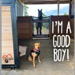 Danny Robertshaw Instagram - PupDate on perfect PADDY adopted just ten days ago! This handsome boy is fitting in well and learning to be a good boy around the barn and horses. Thank you, Steve and Terry, for giving Paddy such a wonderful new home. #ALifetimePromise
