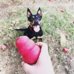 Danny Robertshaw Instagram - @kongcompany sent toys to @dannyronsrescue and our rescue dogs are going wild! ❤️ 🐶