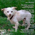 Danny Robertshaw Instagram - #dannyronsrescue #chihuahuasofinstagram #adoptlove❤️ #alifetimepromise