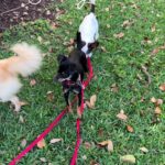 Danny Robertshaw Instagram - Playtime with Poptart, Trolly, and Eve. #DannyRonsRescue