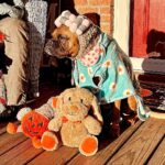 Danny Robertshaw Instagram - Happy Howl-O-Ween from some of our Danny & Ron’s Rescue adoptees! #howloween #dogrescue #adoptlove❤️ #dannyronsrescuedog #alifetimepromise