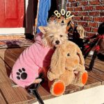 Danny Robertshaw Instagram - Happy Howl-O-Ween from some of our Danny & Ron’s Rescue adoptees! #howloween #dogrescue #adoptlove❤️ #dannyronsrescuedog #alifetimepromise