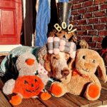 Danny Robertshaw Instagram - Happy Howl-O-Ween from some of our Danny & Ron’s Rescue adoptees! #howloween #dogrescue #adoptlove❤️ #dannyronsrescuedog #alifetimepromise
