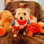 Danny Robertshaw Instagram - Happy Howl-O-Ween from some of our Danny & Ron’s Rescue adoptees! #howloween #dogrescue #adoptlove❤️ #dannyronsrescuedog #alifetimepromise