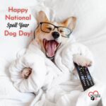 Danny Robertshaw Instagram - “Every dog must have his day” – and today is the day! Happy National Dog Day! #rescuedogsofinsta #dannyronsrescue #alifetimepromise #nationaldogday❤️