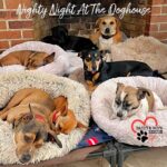 Danny Robertshaw Instagram - Everyone tucked in its Nighty Night at The Doghouse! Snug as bugs in rugs 😴 Fans of our documentary “Life In The Doghouse” will recognize this favorite sleeping nook!