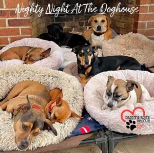Danny Robertshaw Instagram - Everyone tucked in its Nighty Night at The Doghouse! Snug as bugs in rugs 😴 

Fans of our documentary “Life In The Doghouse” will recognize this favorite sleeping nook!