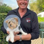 Danny Robertshaw Instagram - (Wellington, FL) TEX, a tricolor Yorkie puppy, was just pulled from our local shelter and is already “adoption pending” with a wonderful family! We encourage you to visit Palm Beach County Animal Care and Control where they are bursting at the seams with adoptable dogs. Or visit our Danny & Ron’s Rescue adoption booth at the Wellington International through March 31 and meet some of our dogs looking for new homes. #adoptlove #DannyRonsRescue #ALifetimePromise Wellington, Florida
