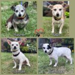 Danny Robertshaw Instagram - HEARTWORM KILLS! These four friends* just arrived at The Doghouse, all suffering from heartworm disease. They never received the inexpensive monthly heartworm prevention that could have saved them from a disease that would surely kill them if left untreated. Their owner was ill, and her family surrendered her dogs to our local shelter, where Danny & Ron's Rescue saved them together, as a family. Danny & Ron's Rescue is currently caring for 21 dogs while they go through a 4-month treatment program for heartworm. One month of doxycycline, followed by 3 painful injections, all while enduring strict crate rest for 4 months, with only hand-walking for exercise. Recovery is tough on the dogs and exhausting for our staff, but we do not give up on these precious pups! In addition to the specific veterinary fees for heartworm treatment, there are expenses for routine vaccinations, dental, deworming, microchipping, exceptional dog food and nutrition, and grooming. Plus, extra staff to care for and leash-walk 21 dogs at least 3 times daily for 4 months! You can see how the overall expense to care for EACH dog nears $3,500. You can then understand why most rescues avoid taking on the added expense of heartworm treatment and the months it takes to complete the process. We would be grateful if you could find it in your heart to donate towards our heartworm treatment program. Even $10 helps us! (*The four adorable Chihuahua mixes pictured here will be ready for new homes in mid-December.)