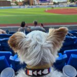 Danny Robertshaw Instagram - The wonderful life of a newly adopted dog. Day 4. 🐶 THELMA says “Go High Point Rockers!” ⚾️ #ALifetimePromise #DannyRonsRescue
